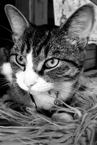 The Purrfect Meal Companion 🐾