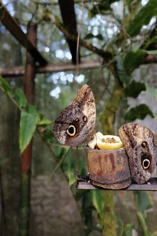 Whispers of the Jungle: Mariposas in Harmony 🦋🌿