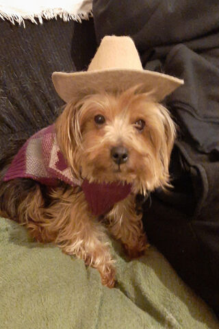 Cowboy Canine Chronicles 🤠🐾