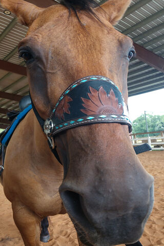 A Close-Up of Equestrian Charm 🐴✨