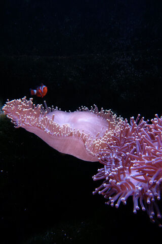 Nemo's Cozy Hideaway 🌊🐠