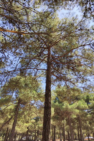 Orman: The Heart of the Forest 🌲✨