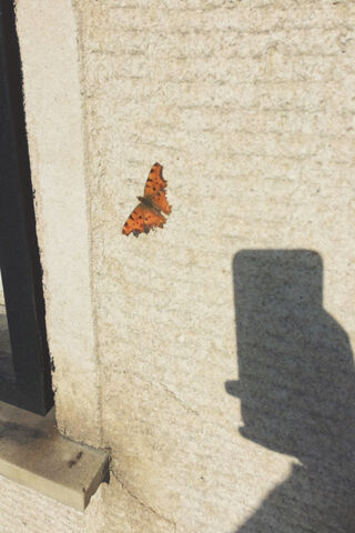 Sunlit Dance of the Orange Butterfly 🦋✨