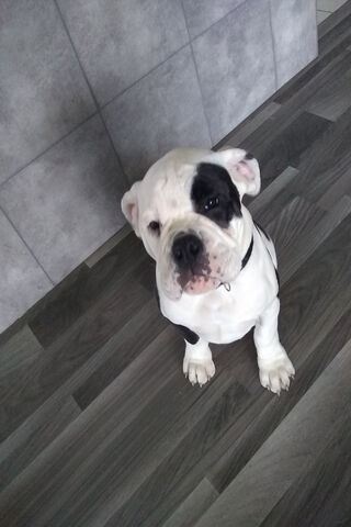Charming Old English Bulldog: A Gentle Giant 🐾