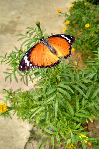 Wings of Sunshine: The Orange Butterfly