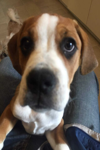Adorable Boxer Pup: A Bundle of Joy! 🐾❤️