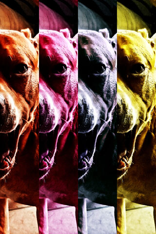 The Bold Spirit of the Pitbull 🐾