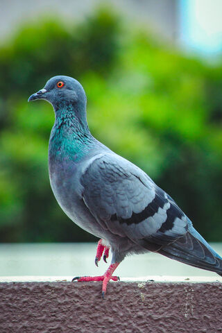 Urban Wanderer: The Pigeon