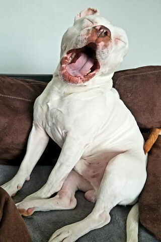 Pitbull's Perfect Yawn: A Moment of Relaxation 🐾😴