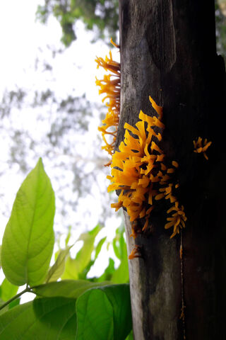 Nature's Golden Marvels 🌿✨