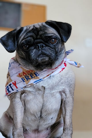 Patriotic Pug: Celebrating Freedom! 🇺🇸