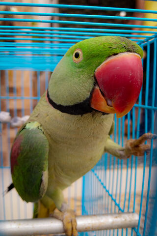 Charming Companion: The Colorful Parrot 🦜✨