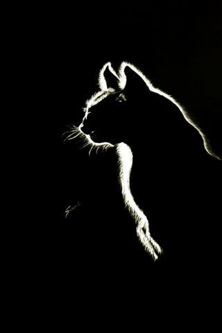 Mystique of the Persian Cat 🌙🐾
