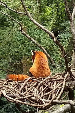 Red Panda