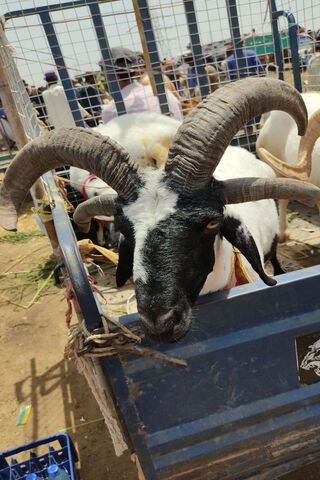 Majestic Four-Horned Wonder 🐏✨