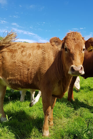 Swish: The Playful Pasture Pal 🐄🌿