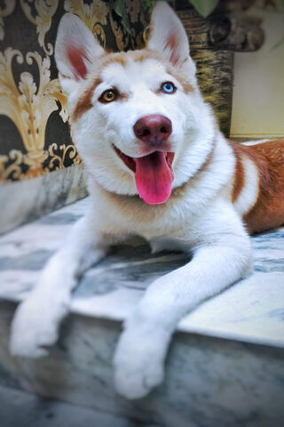 Siberian Husky