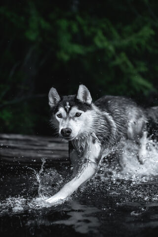 The Intense Splash of a Serious Husky 🐾💦