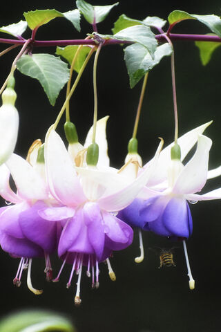 Siamese Serenity: Nature's Colorful Dance 🌸🐝