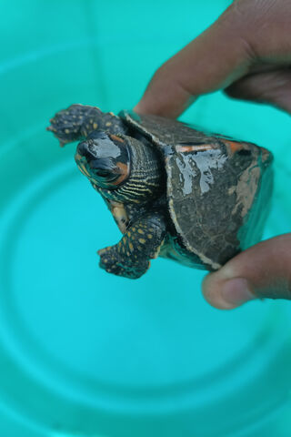 Turtle Time: A Little Aquatic Friend 🐢💦