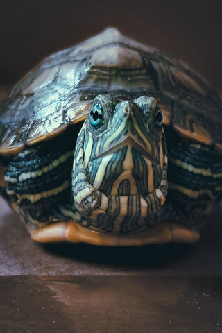 Tortuga: The Serene Shell Dweller 🐢