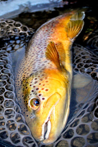 The Majestic Wild Brown Trout: Nature's Underwater Jewel 🐟✨