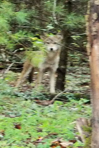 Mystery in the Wilderness: A Coyote's Stare 🐾🌲
