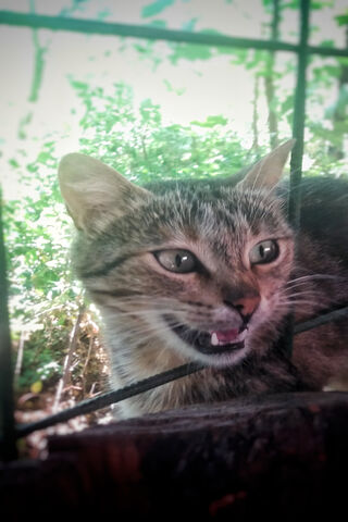 Yavru Kedi: The Playful Wildcat