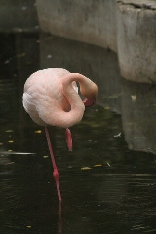 Graceful Elegance: The Flamingo's Dance