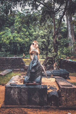 Ancient City Monkey