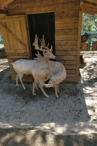 Whimsical Woodland Friends 🦌✨