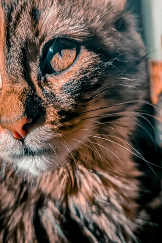 Angry CAT