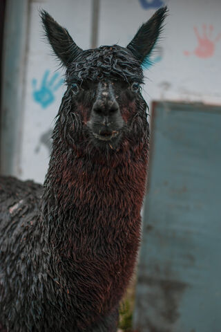 Alpaca Charm: The Fluffy Wonder 🦙✨