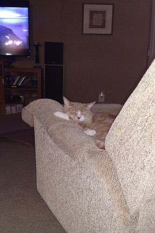 Cozy Cat Nap Time 💤🐾