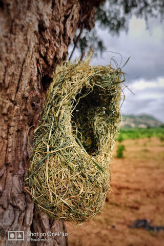 Birds Nest