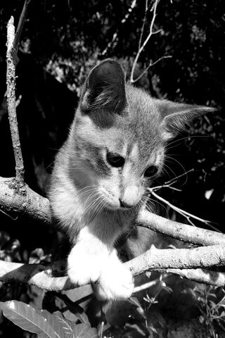 Bany the Curious Cat 🐾