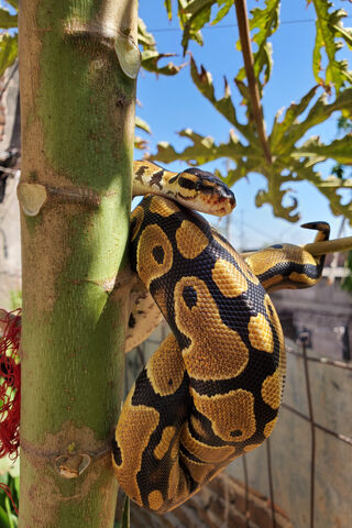 Ball Python: Nature's Elegant Climber 🐍🌿
