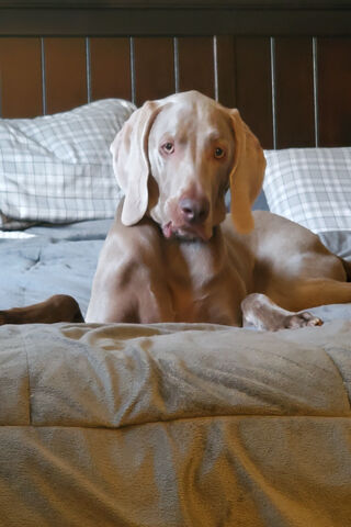 Big Blu: The Charming Canine