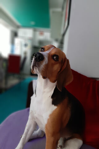 Charming Beagle: The Loyal Companion 🐶❤️