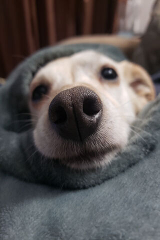 Bella Boop: The Cozy Canine Cuddle Bug 🐶💚