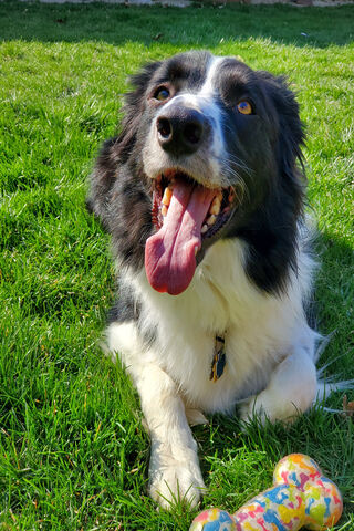 Border Collie