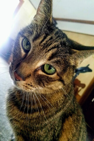 Bubby Boy: The Purrfect Companion 🐾