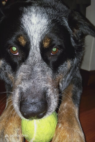 Playful Blue Heeler: The Ultimate Fetch Buddy! 🎾🐾