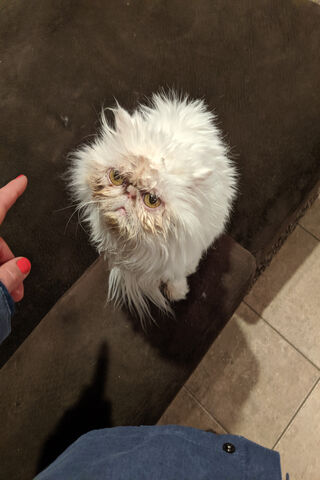 Furry Frustrations: A Cat's Tale of Woe 🐾😿