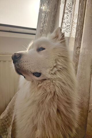 Blue: The Majestic Samoyed 🌟