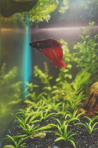 Betta Fish