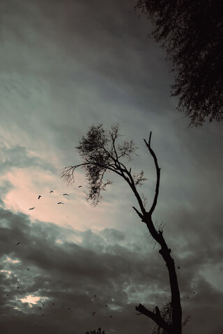 Homeward Bound: A Dance of Wings