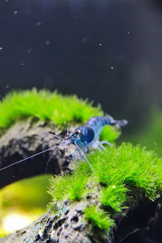 Blue Shrimp