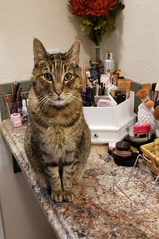 Bubby Boy: The Purr-fect Beauty Assistant! 🐾✨