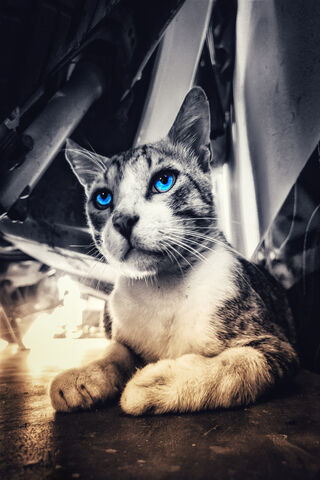 Mystical Blue-Eyed Cat 🐾✨